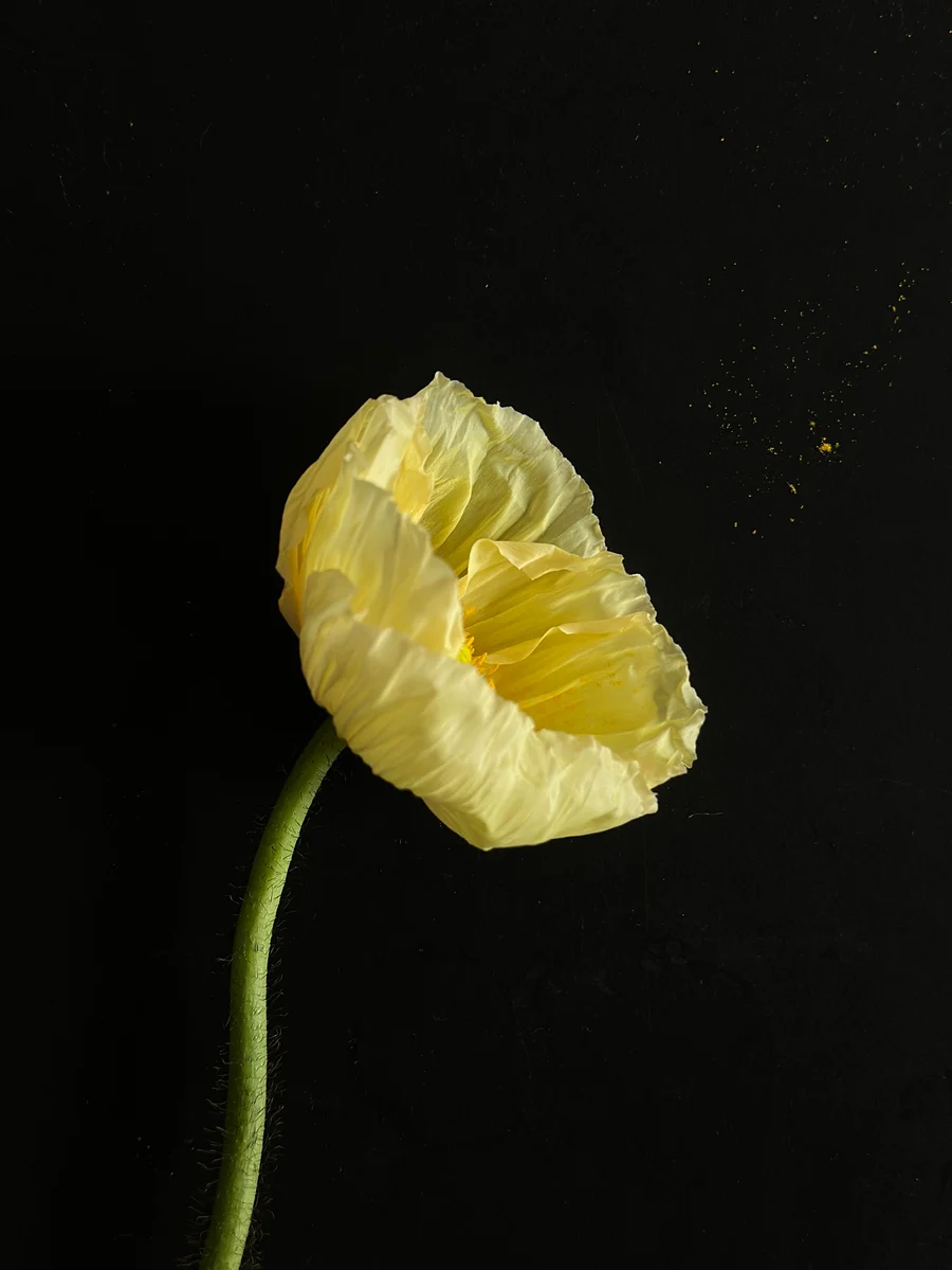 Gelber Mohn