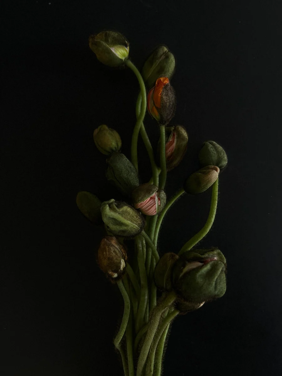 Mohnknospen