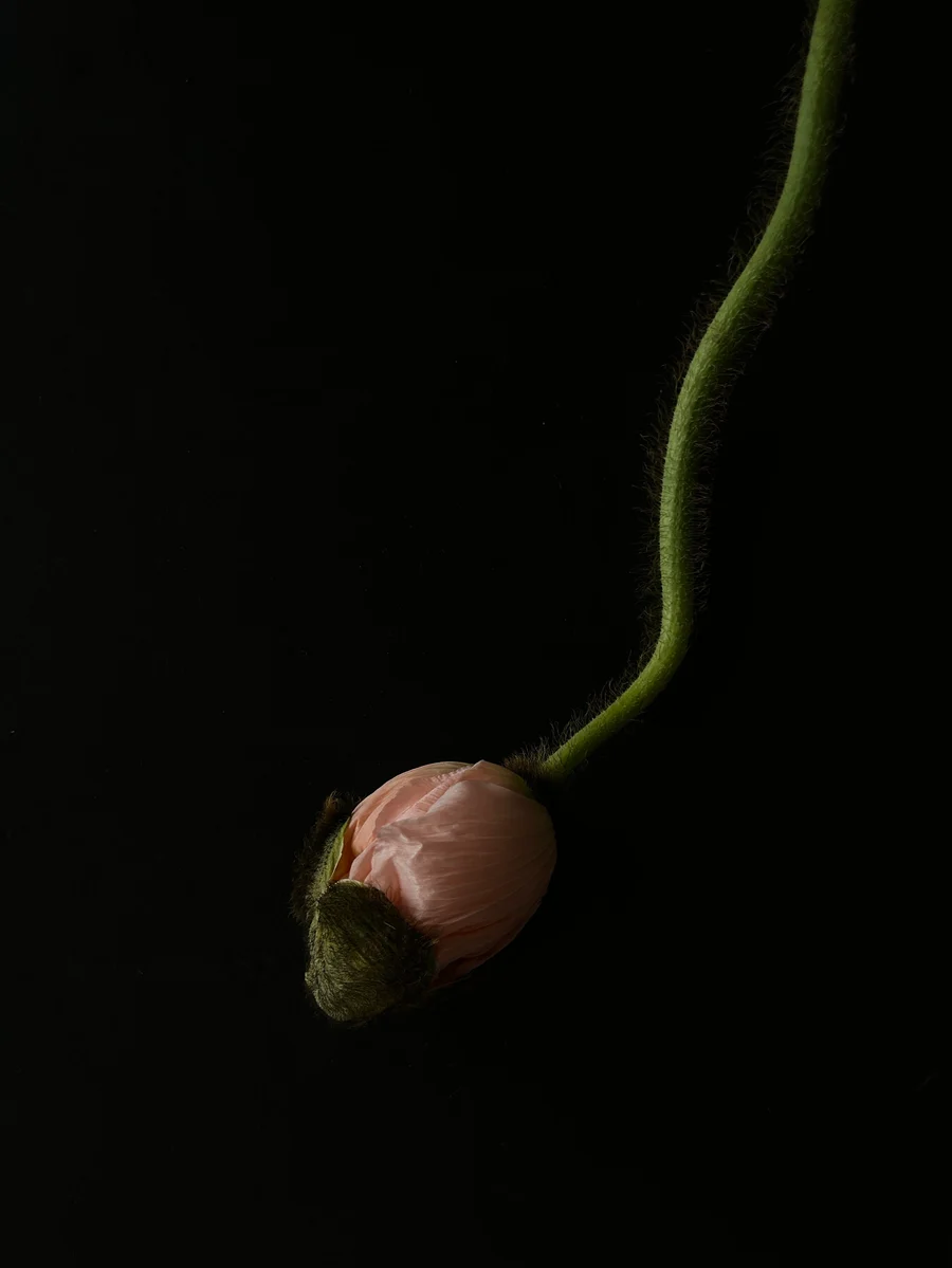 Erblühter Mohn