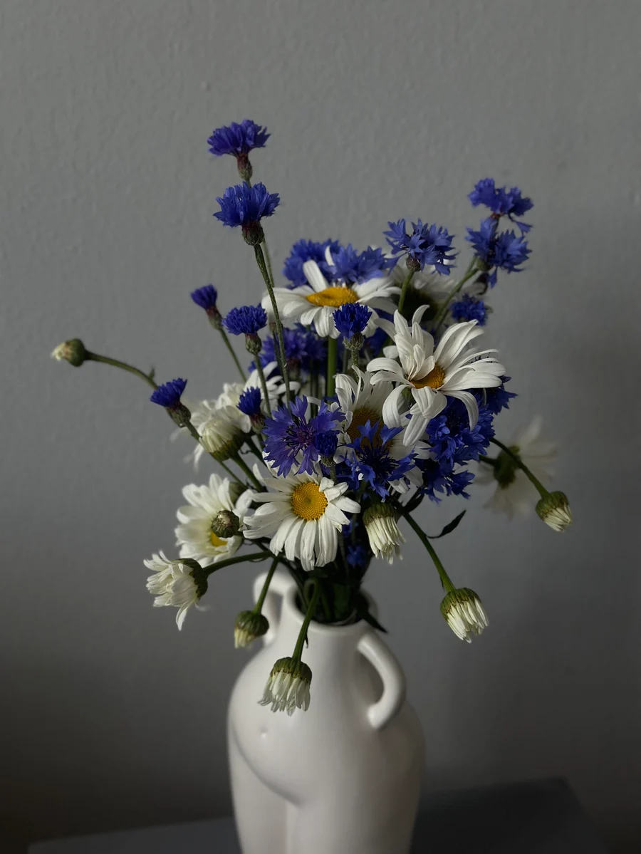 Kornblumen und Margeriten